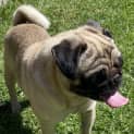 Photo of Pugsley