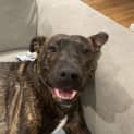 Photo of Damon 1 Year Old American Staffy