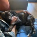 Photo of Damon 1 Year Old American Staffy