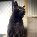 Photo of Schmokie