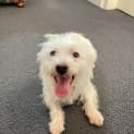 Photo of Cannoli