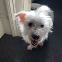 Photo of Cannoli