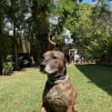 Photo of Bear