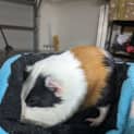 Photo of Riley And Daizen