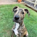Photo of Jaffa *$150 Adoption Fee*
