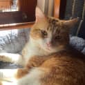 Photo of Valentino *9 Lives Project Rescue*