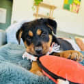 Photo of Hoka