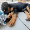Photo of Hoka