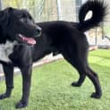 Photo of Baloo