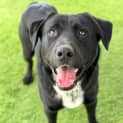 Photo of Baloo