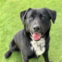 Photo of Baloo