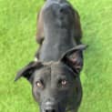 Photo of Starla
