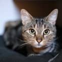 Photo of Hunter