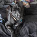 Photo of Remy