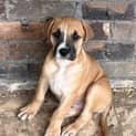 Photo of Pepper