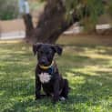 Photo of Astro