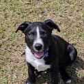 Photo of Cosmo