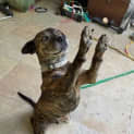 Photo of Bear