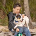 Photo of Bandit   4 Month Old Bull Arab X (Trial)