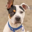 Photo of Bandit   4 Month Old Bull Arab X (Trial)