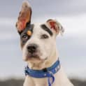 Photo of Bandit   4 Month Old Bull Arab X (Trial)