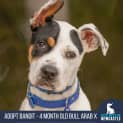 Photo of Bandit   4 Month Old Bull Arab X (Trial)