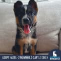 Photo of Hazel   2 Month Old Cattle Dog X (Trial)