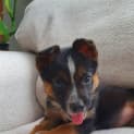 Photo of Hazel   2 Month Old Cattle Dog X (Trial)
