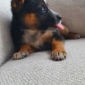 Photo of Hazel   2 Month Old Cattle Dog X (Trial)