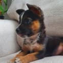 Photo of Hazel   2 Month Old Cattle Dog X (Trial)