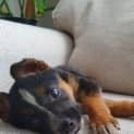 Photo of Hazel   2 Month Old Cattle Dog X (Trial)