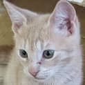 Photo of Mango