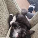 Photo of Luna
