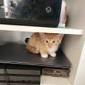 Photo of Tweety