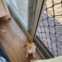 Photo of Tweety