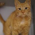 Photo of Chevy