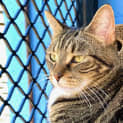 Photo of Tigger