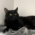 Photo of Salem