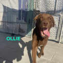 Photo of Ollie