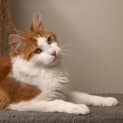Photo of Chilli**2nd Chance Cat Rescue**