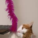 Photo of Chilli**2nd Chance Cat Rescue**