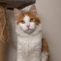 Photo of Chilli**2nd Chance Cat Rescue**
