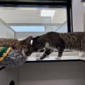 Photo of Kimmy (Bonded To Dot)