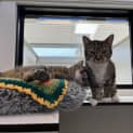 Photo of Kimmy (Bonded To Dot)