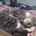 Photo of Peanut