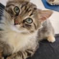 Photo of Peanut
