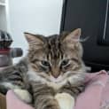 Photo of Peanut