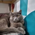 Photo of Penny