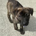 Photo of Bohdi   10 Week Old Staffy X