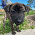 Photo of Bohdi   10 Week Old Staffy X